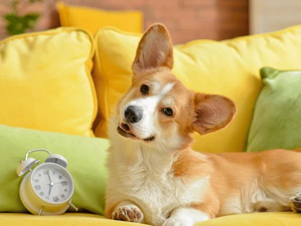 A corgi lying next to a clock symbolizes a dog acclimatizing to the new schedule that will be in place when a new baby arrives in the house.