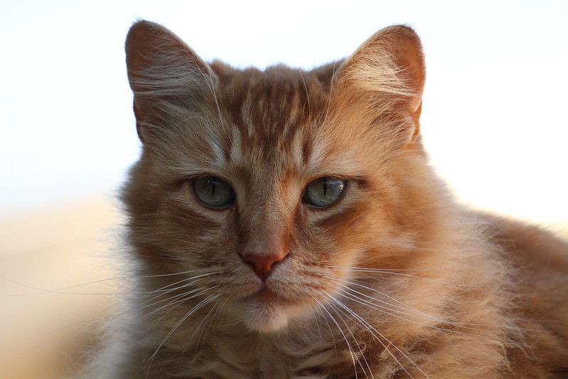 A headshot of a cute orange tabby cat.