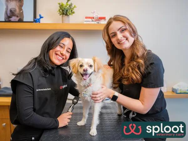 A photo of a puppy brought to Sploot Vets, a vet clinic in Denver, Colorado Springs, Chicago, and Salt Lake City offering transparent information on cost to spay or neuter a dog