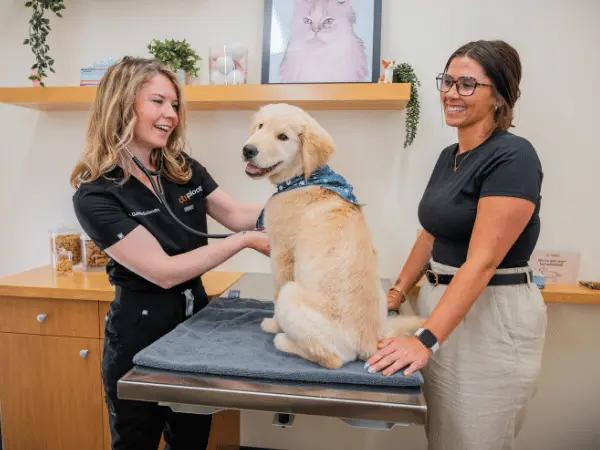 A dog getting a wellness exam in Sploot Vets, a vet clinic in Colorado Springs, Denver & Chicago that treats leptospirosis in dogs