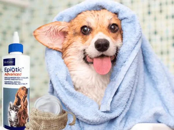 A wet dog beside a bottle of dog ear cleaner and cotton pads to represent dog ear cleaning after they get wet as a way to prevent ear infection