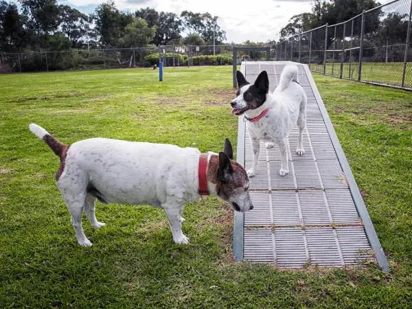Dogs playing together, representing a situation wherein Bordetella or kennel cough in dogs can be spread