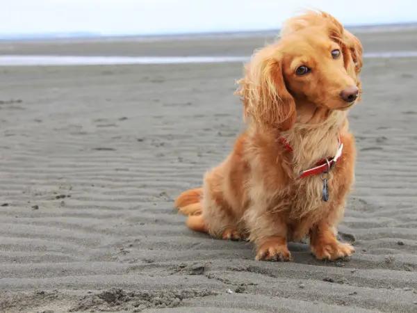 A dog sitting on a beach, an example of a situation where a dog is exposed to heat and may exhibit dog vomiting if over-exerted
