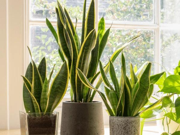 A photo of a snake plant, one of the toxic plants for cats
