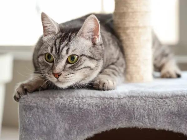 A playful cat on a cat tree, representing the experience of visiting a cat cafe in Salt Lake City