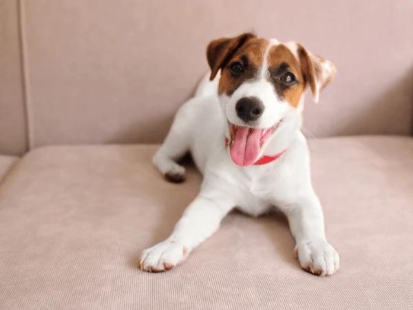 A dog happily relaxing and calm during New Year's Eve, free of dog fireworks anxiety