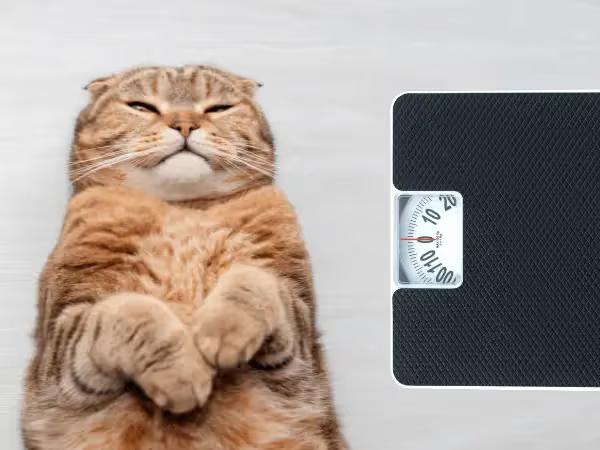 A chubby cat beside a scale, representing weight issues in cats that can benefit from weight loss cat food