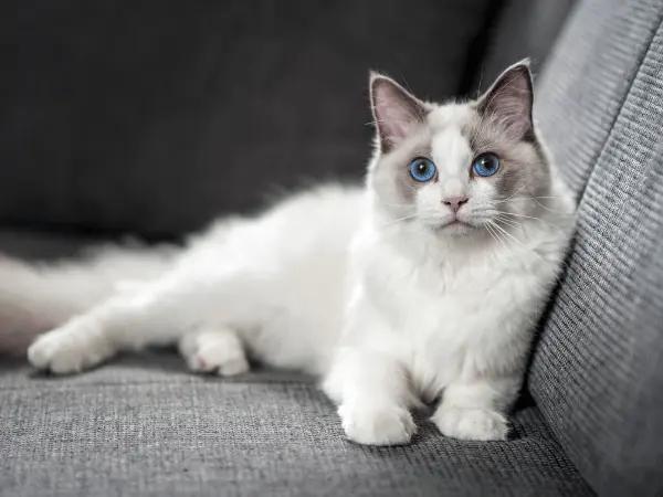 A healthy cat with well-maintained ears using earwash for cats or cat ear cleaners