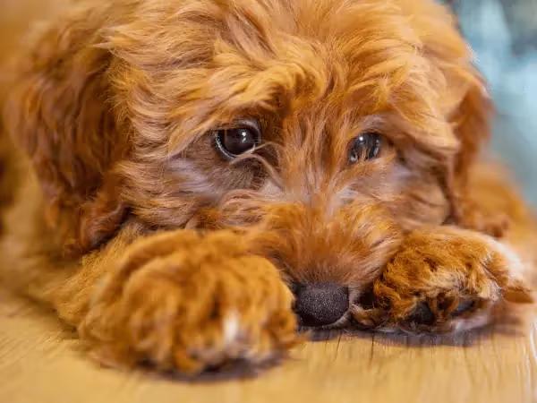 A dog hiding which is one of the behavioral signs that a dog is in pain or dog pain signs