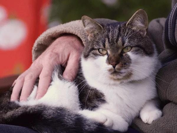 An older cat receiving special care for senior cats to stay healthy