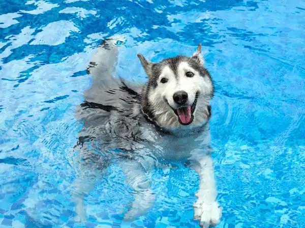 A dog swimming in Denver in an indoor pool
