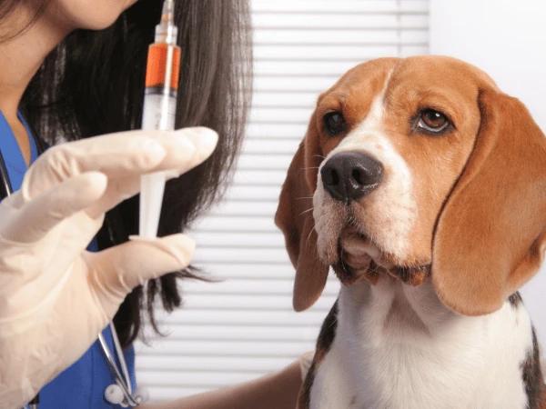 Closeup of a vet about to vaccinate a dog to give the dog boosted immunity before a road trip