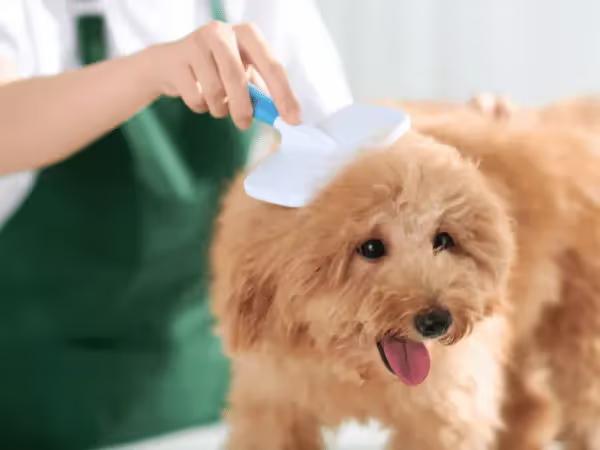 Closeup of a dog getting brushed, representing dog grooming in Chicago