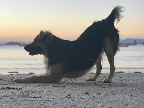 A dog doing a play bow, a dog body language cue that the dog wants to play