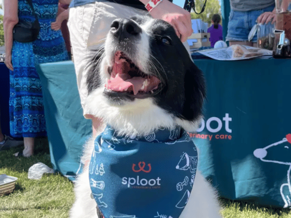 A dog participating in Sploot Vets’ event in Denver, a must-try dog-friendly activity in Denver, Colorado
