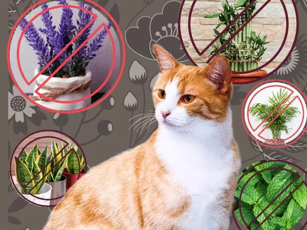 A photo of a cat surrounded by toxic plants for cats