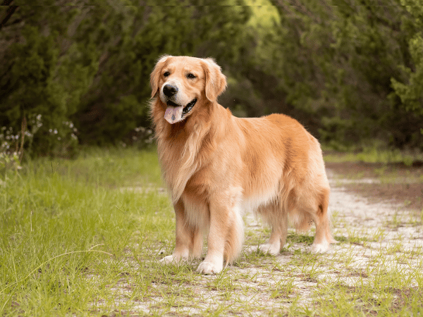 A healthy Golden Retriever that gets consistent overall health care for Golden Retrievers