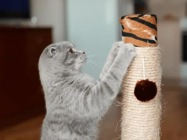 A cat using a cat scratcher which can file down their nails and sometimes result in clipping the cat’s claws becoming unnecessary