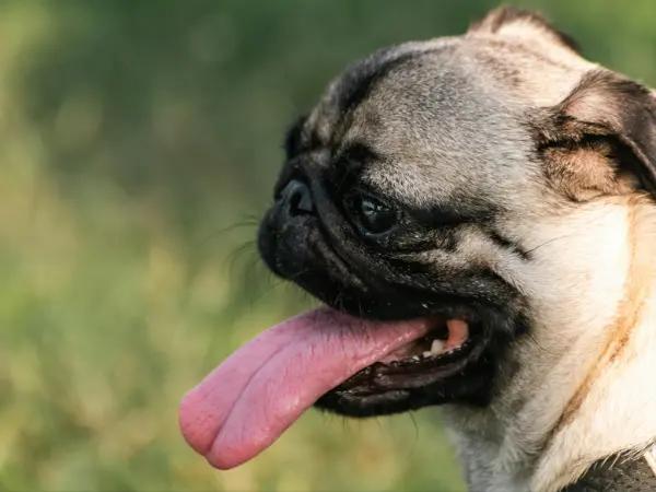 A pug panting while outdoors, representing dog heavy breathing, which is especially common in brachycephalic dog breeds