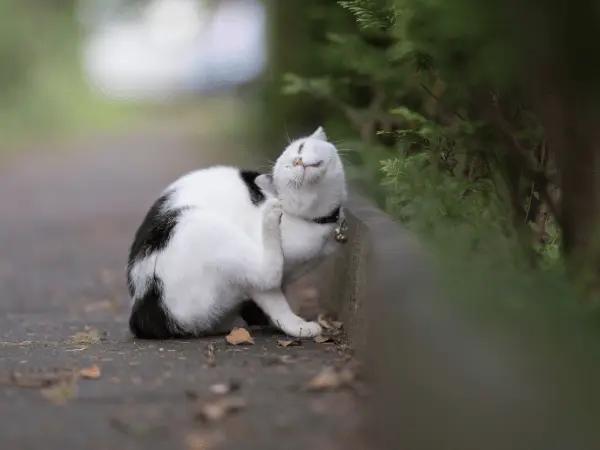 A cat scratching, one of the symptoms of allergies in cats, which can make car ear infections more frequent