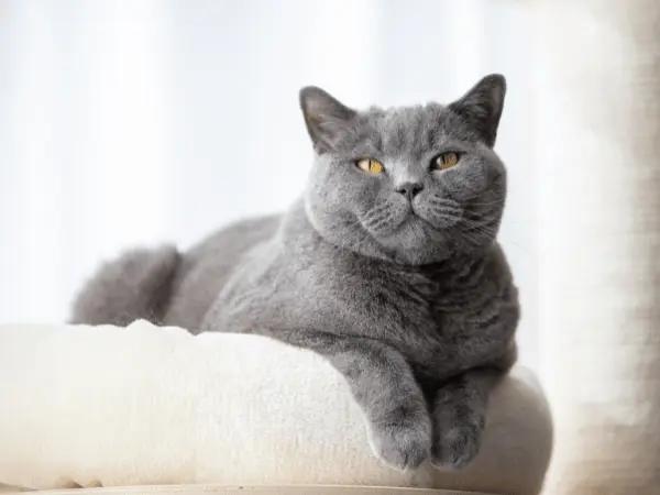  A healthy cat with well-maintained ears using cat ear cleaner or earwash for cats