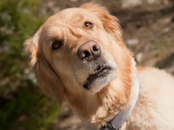 A golden retriever with anxiety, needing dog anxiety meds