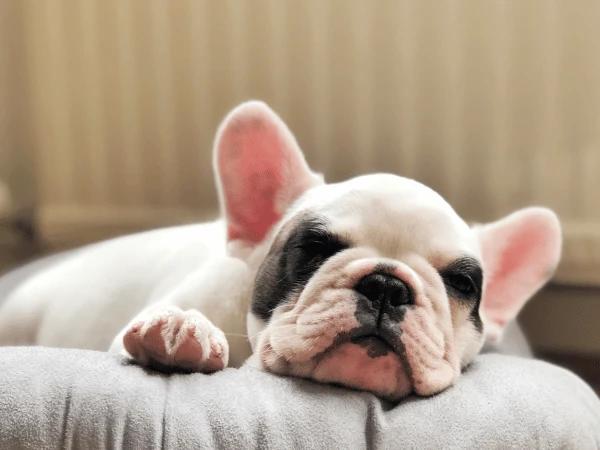 A photo to represent a dog with fatique, a symptom of Lyme disease in dogs, one of the diseases from ticks