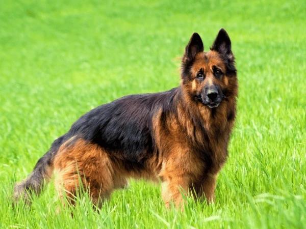 A german shepherd with perked ears, a dog body language indicating the dog is alert or agitated by something