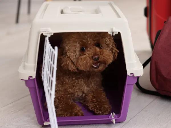 A puppy calmly sitting inside a travel crate, representing travel crate training, a next step after a puppy is crate trained at home
