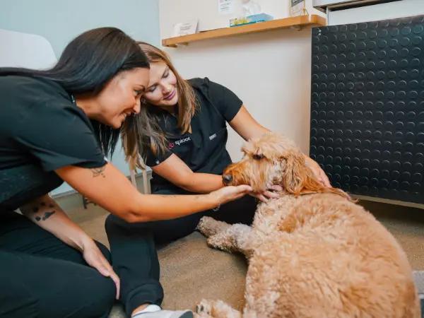 A dog brought to Sploot Veterinary Care, a provider of Fear Free top-tier vet care, for dog eye infection treatment