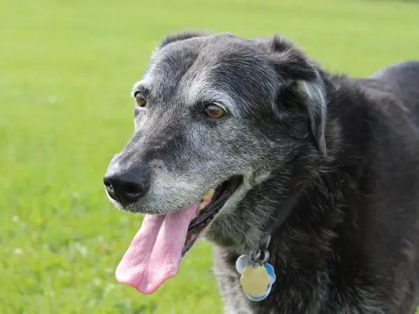 A photo of a mixed-breed dog, the kind of dog that is most commonly DNA tested to determine their breed ancestry