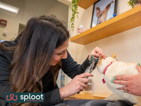 A cat brought in for a stress-free, Fear Free, same-day vet visit in Sploot Veterinary Care, one of the best cat veterinarians in Salt Lake City, Utah