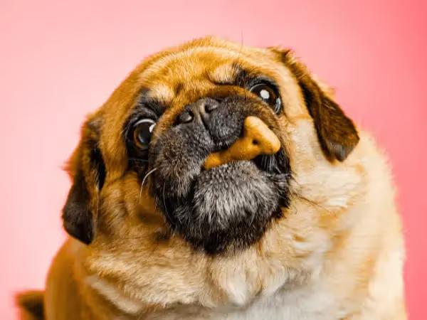 A dog eating a treat to calm down, representing calming chews for dogs or calming treats for dogs