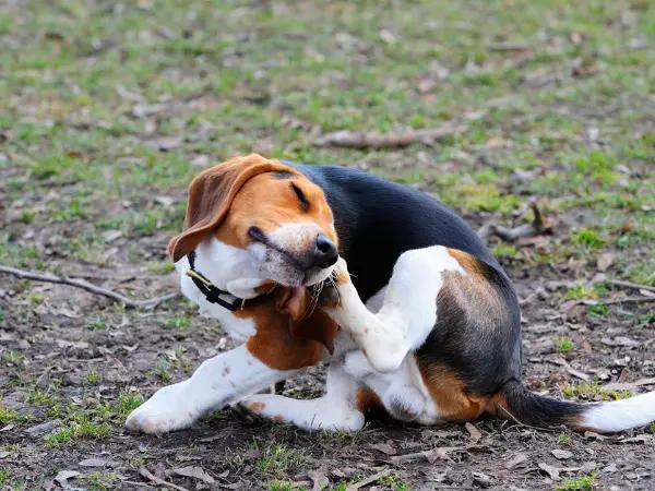 A photo of a dog scratching, one of the common dog eye infections symptoms to relieve discomfort and itching