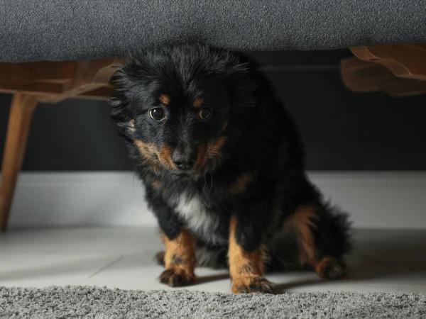  A dog hiding and cowering, a type of dog body language that means the dog is afraid