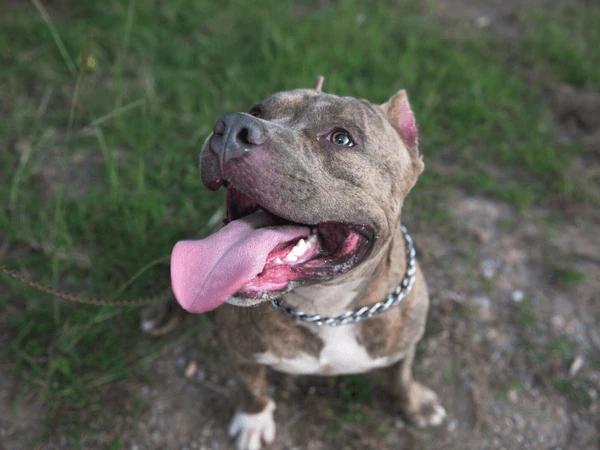 A pit bull in Denver which requires a pit bull breed restricted permit to be legally in the city