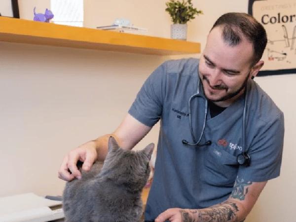A cat getting a follow-up checkup at Sploot Veterinary Clinic for pancreatitis in cats or feline pancreatitis