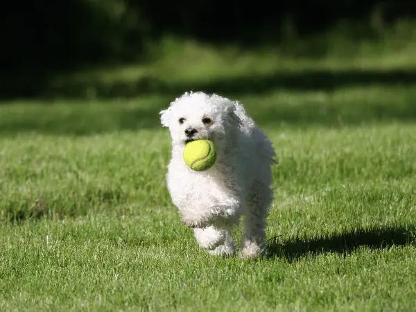 A puppy fetching a ball, representing the joys of puppy adoption or rescuing puppies