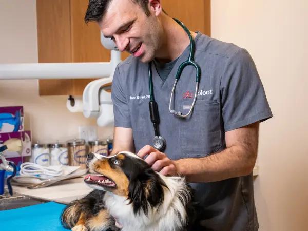 A dog brought in for a dog rash on belly to Sploot Veterinary Care, an all-in-one vet clinic in Salt Lake City, Denver, Colorado Springs, and Chicago