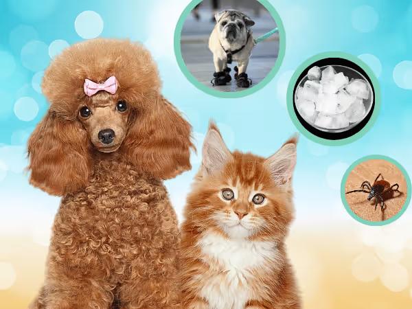 A dog and a cat with a summer background and images of ice cubes, dog shoes, and a tick, representing pet summer tips