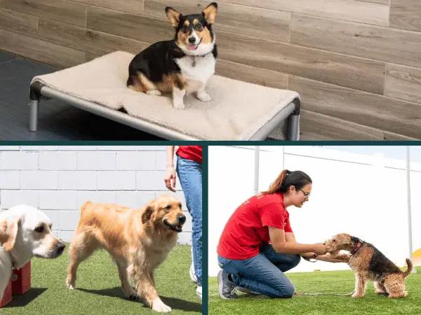 A photo of the individual spaces for dogs and activities at Camp Bow Wow, a dog boarding establishment in Colorado Springs