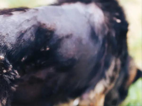  A large bald spot on a dog which can be caused by ringworm