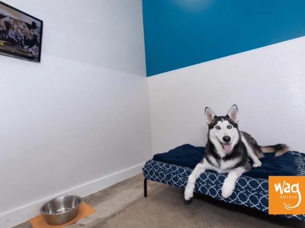 A dog staying in one of the suites in Wag Hotels, complete with a bed for dogs