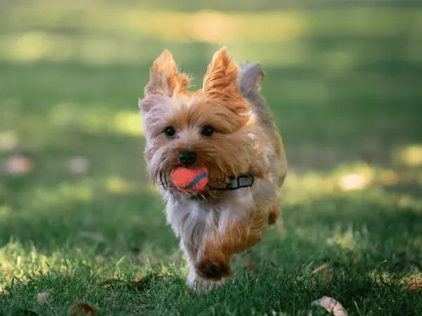 A dog playing fetch in one of the dog parks near Highlands Ranch