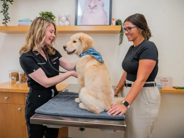 A puppy exam at Sploot Veterinary Care, a vet clinic in Denver, Colorado Springs, Chicago, and Salt Lake City