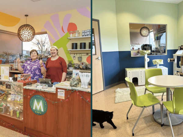 The cat cafe of Treehouse Humane Society, a cat and kitten rescue organization and shelter in Chicago