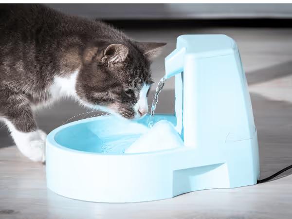 A cat drinking from a drinking fountain, representing one of the ways to help prevent the symptoms or signs of dehydration in cats