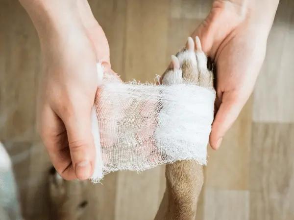 Close-up of a pet parent bandaging a mildly burnt dog paw