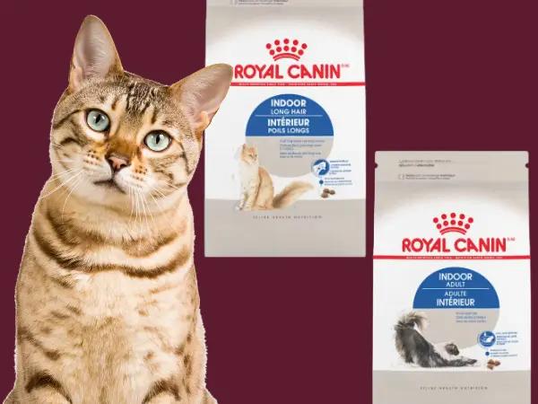 Examples of some of the best dry cat food for indoor cats from a trusted brand, Royal Canin