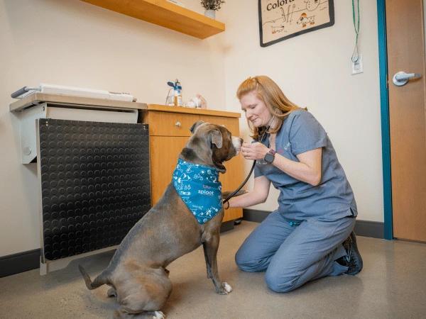 A dog dental exam and dog teeth cleaning performed in Sploot Veterinary Care in Denver & Chicago